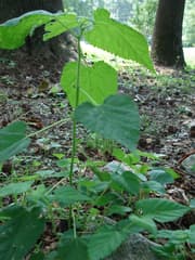 Villous Mulberry (Fatoua villosa)