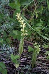 Orchid root (Chamorchis)