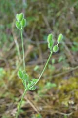 Chervil (Caucalis)