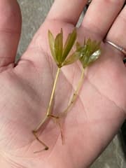 Engelmann's seagrass (Halophila engelmannii)