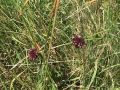 Allium compactum (Allium compactum)
