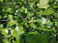 Round-leaved Hawthorn (Crataegus rotundifolia)
