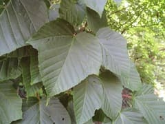 Redvein Maple (Acer capillipes)