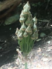 Allium bulgaricum (Allium bulgaricum)