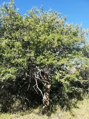 Natal Plum (Aberia)