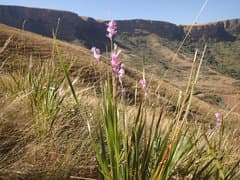 Fairy Bell (Dierama)