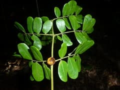 Abarema adenophora (Abarema adenophora)