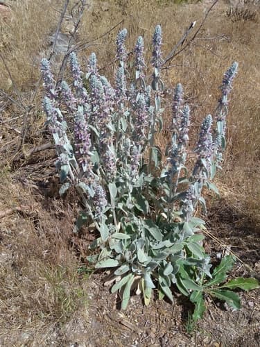 Lambs Ear (Stachys byzantina)