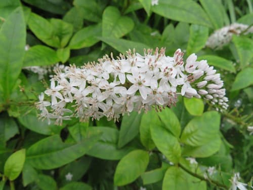 Gooseneck Loosestrife (Lysimachia clethroides)