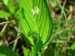 Water-purslane (Caperonia)