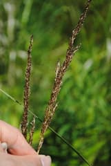 Hair Grass (Aira)