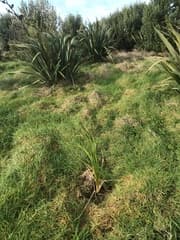 Toetoe (Austroderia turbaria)