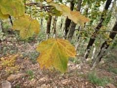 Italian Maple (Acer opalus)