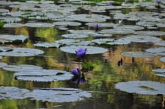 Blue Water Lily (Nymphaea colorata)