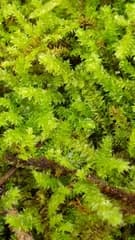 Racopilum cuspidigerum (Racopilum cuspidigerum)