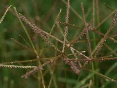 Cynodon laeviglumis (Cynodon laeviglumis)