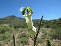 Broad Ceropegia (Ceropegia ampliata)