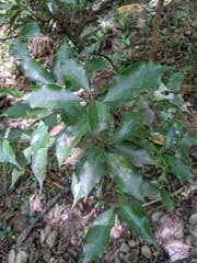 Philippine cinnamon (Cinnamomum philippinense)