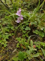 Amitostigma (Amitostigma)