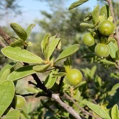 Monkey Apple (Diospyros lycioides)