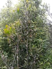 Acacia arcuata (Acacia arcuata)