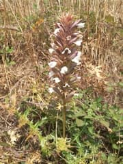 Spiny Acanthus (Acanthus spinosus)