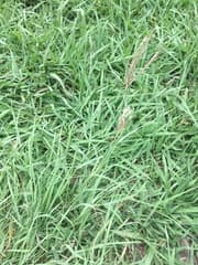 Yellow bluestem (Bothriochloa ischaemum)