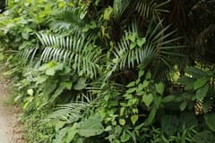 Cane (Calamus tenuis)