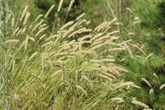 Transylvanian Melic Grass (Melica transsilvanica)