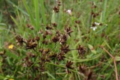 Ohwi's rush (Juncus ohwianus)