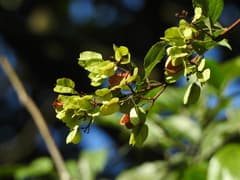 Thunder God Vine (Tripterygium)