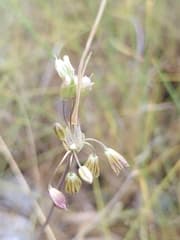 Persian shallot (Allium oporinanthum)