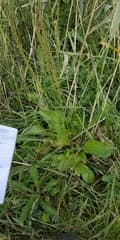 Cornut's Plantain (Plantago cornuti)