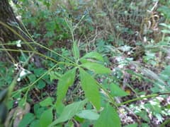 Honewort (Cryptotaenia)