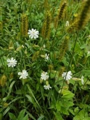 White Campion (Melandrium album)