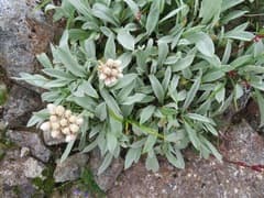 Alpine Everlasting (Anaphalis alpicola)