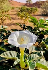 Angel's Trumpet (Datura innoxia)