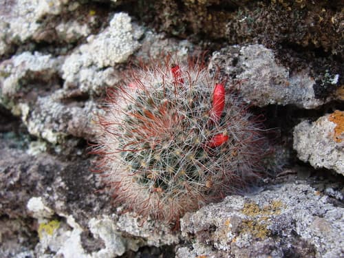 Pincushion Cactus (Mammillaria crinita)