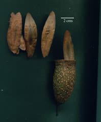 Couratari guianensis (Couratari guianensis)