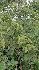 American evergreen (Amerimnon)