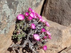 Karoo Vygie (Antimima)
