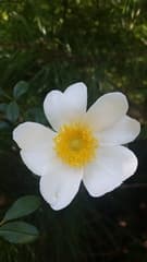 Macartney Rose (Rosa bracteata)