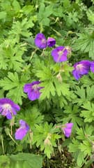 Himalayan Geranium (Geranium himalayense)