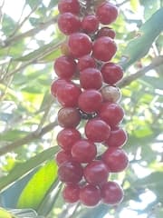 Montevideo Fiddlewood (Citharexylum montevidense)