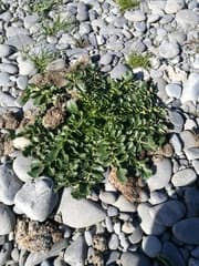 Spring Cress (Barbarea verna)