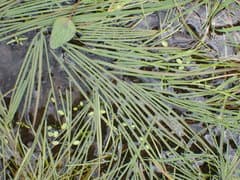Water Sweetgrass (Glyceria fluitans)