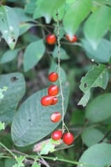 Bitterwood (Picramnia antidesma)