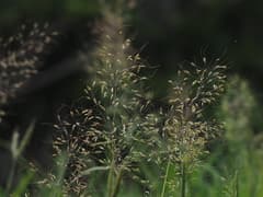 Annual Beard Grass (Capillipedium)