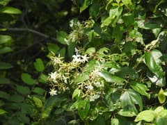 False garlic vine (Aganosma)