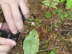 Water trumpet (Campylosiphon)